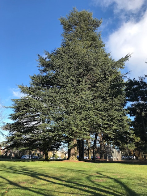 caption: One Cedar of Lebanon planted at Green Lake is over 100 feet tall and used to be the tallest tree of that species in the state.