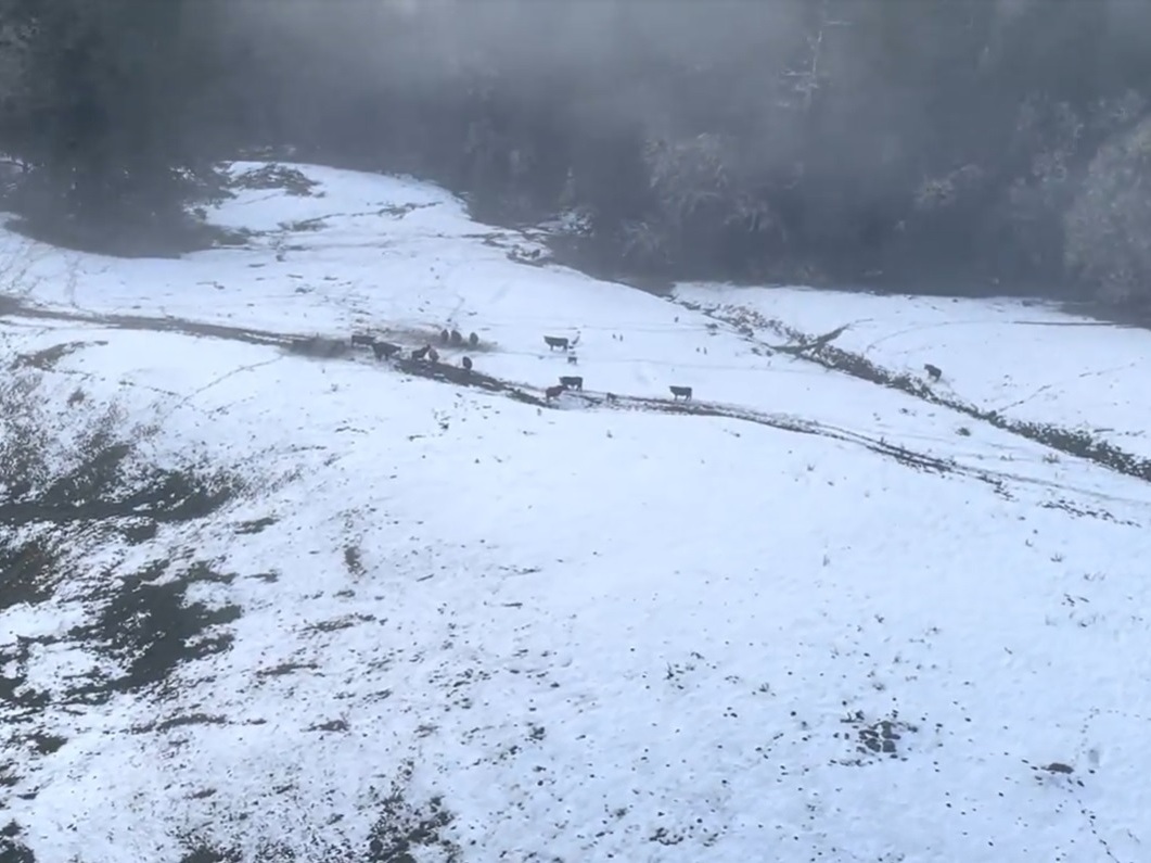 caption: Authorities spot cattle in the snow as they prepare to drop food.