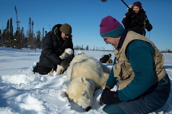 caption: Host Chris Morgan (left), polar bear researcher Nick Lunn (center) and producer Matt Martin (right) gather by a mother polar bear and her two cubs on the edge of a frozen lake near Hudson Bay. Chris holds the cub close to his chest to keep the cub warm. The mother polar bear was safely drugged for research purposes. 