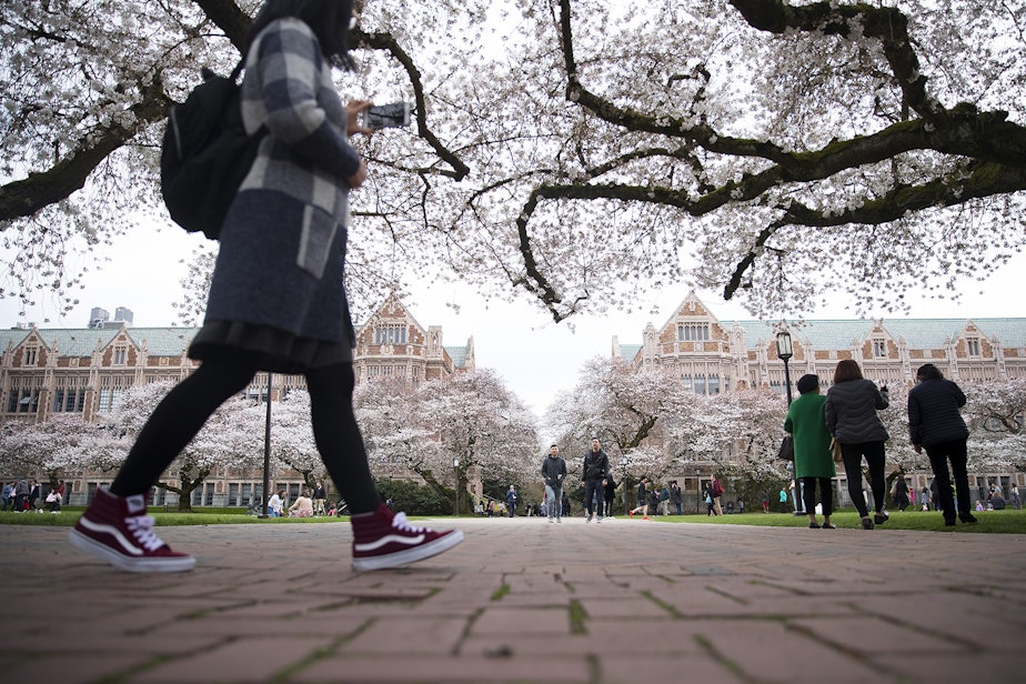 caption: People walk amongst the cherry trees on Wednesday, March 27, 2019, on the University of Washington campus in Seattle. 