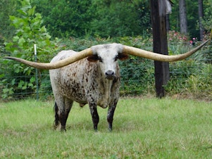 caption: Poncho Via stands on a field of grass in Clay County Alabama at the Green Acres Farm in 2017. The steer currently holds the Guinness World Record for having the longest set of horns ever.
