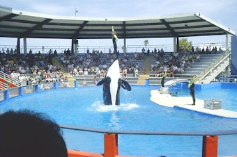 caption: Lolita at the Miami Seaquarium orca show, 2006. She is also known by the name Tokitae. 