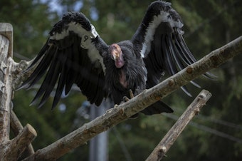 caption: <p>The Oregon Zoo is home to one-tenth of the world's population of California condors. This one is named Kaweah.&nbsp;</p>