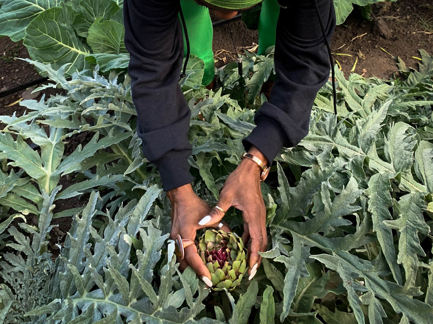 caption: Princess Haley, co-founder of a group called Appetite for Change, picks an artichoke to go into supply boxes of fresh produce. The group's mission is to improve the diet of families in Minneapolis.