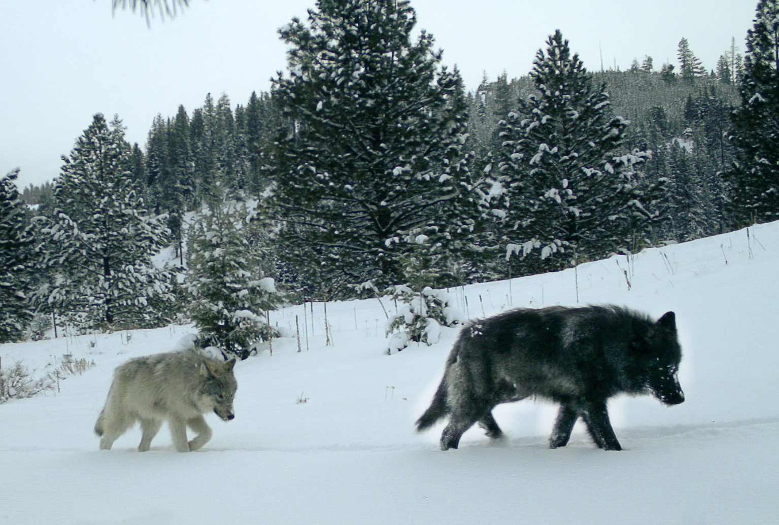 caption: Gray wolves from the Middle Fork pack in Wallowa County, Oregon.