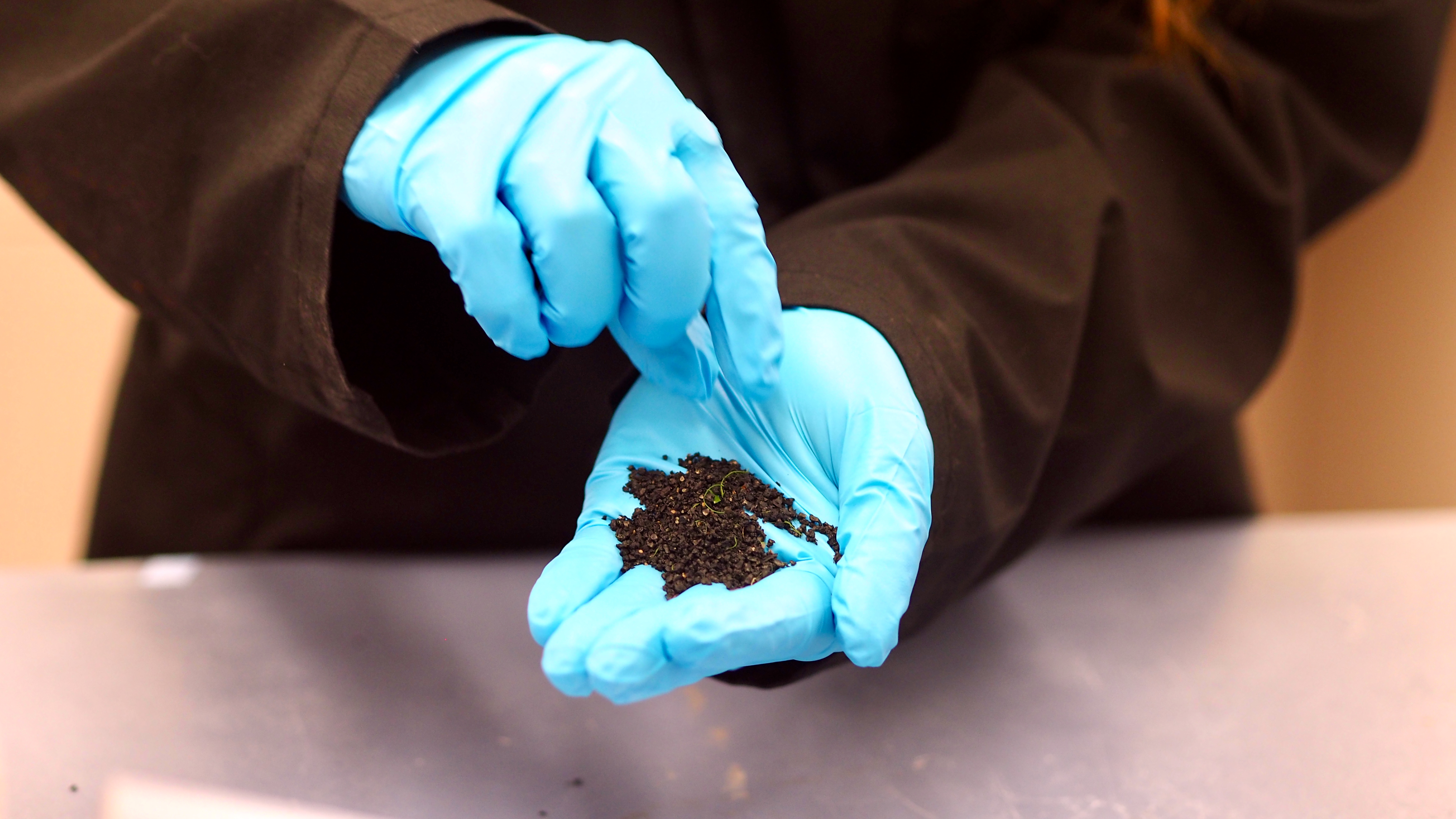 caption: Katie Moloney, a doctoral student in civil engineering at the University of British Columbia, shows crumb rubber particles collected for research examining the impact of tire chemicals on coho-rearing streams in Vancouver. 