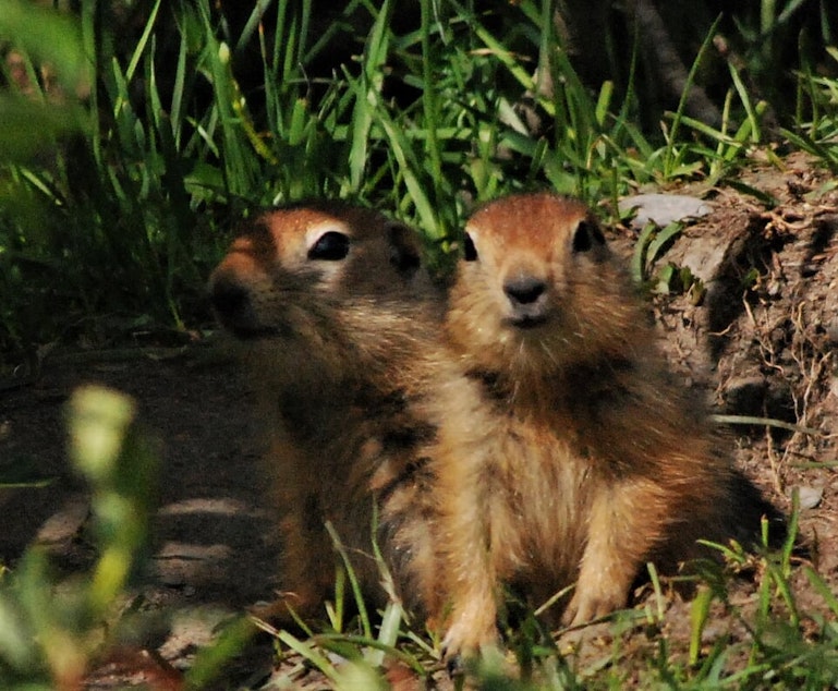 caption: Two Arctic ground squirrels 
