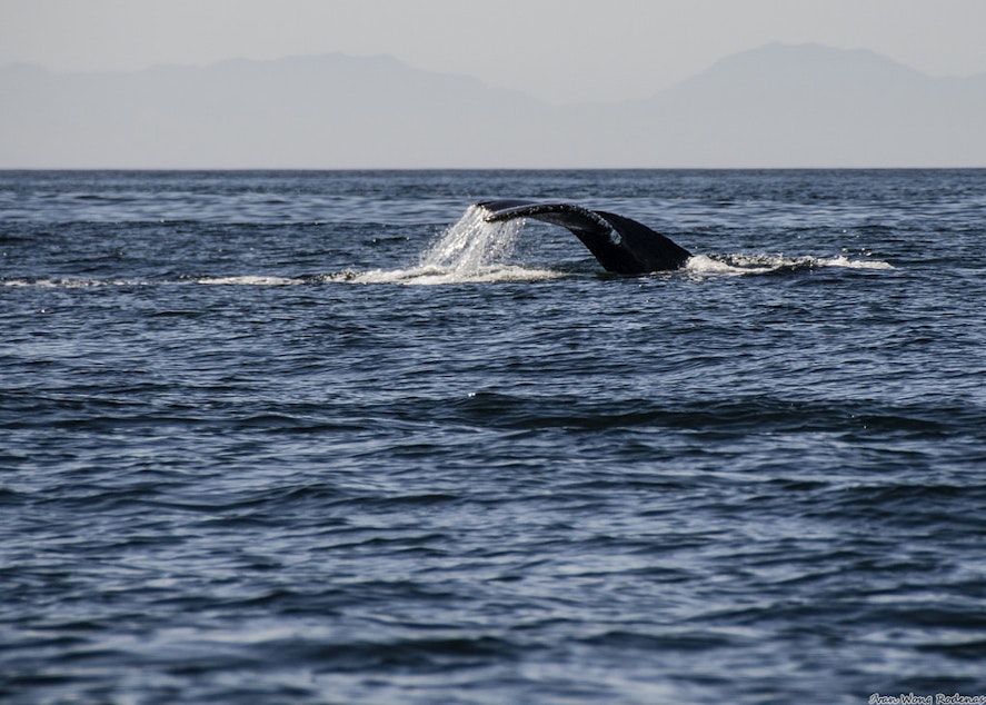caption: Humpback whale off of Victoria, British Columbia.