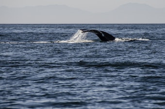 caption: Humpback whale off of Victoria, British Columbia.