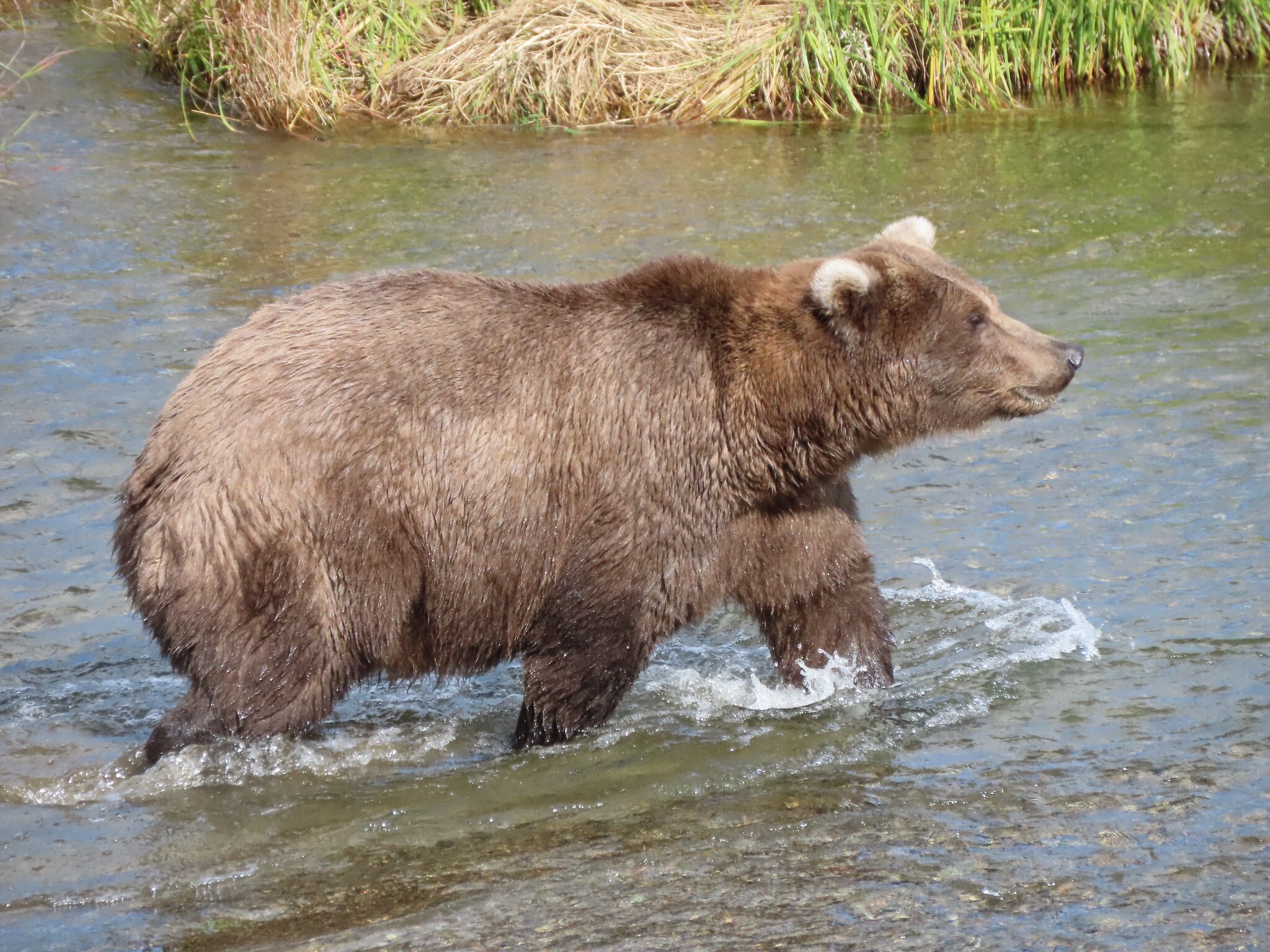 caption: A female brown bear named 909, known for her blond ears and fishing skills, is seen last fall in the Brooks River in Katmai National Park. As the park's bears pack on pounds to prepare for hibernation, online voters choose a winner in the annual Fat Bear Week bracket tournament.