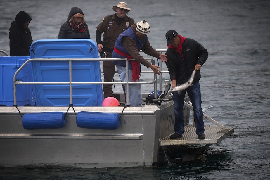 caption: Lummi Tribal Chairman Jay Julius, right, releases a live chinook salmon into the water during a ceremonial feeding for qwe ‘lhol mechen, the Lummi phrase translates roughly to 'our relatives under the sea', on Wednesday, April 10, 2019, near Henry Island.