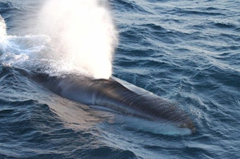 caption: A fin whale in the North Pacific