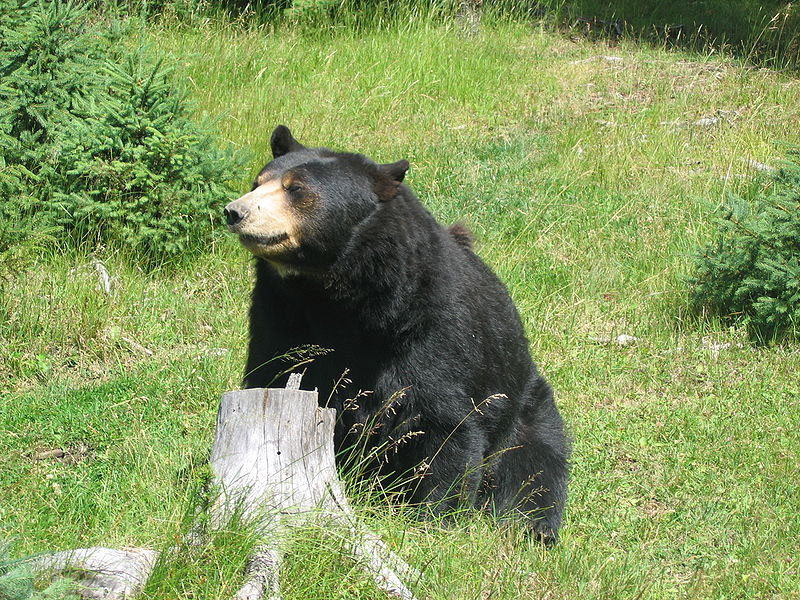 caption: Conservation groups would like to stop Washington's spring 2022 black bear hunt.