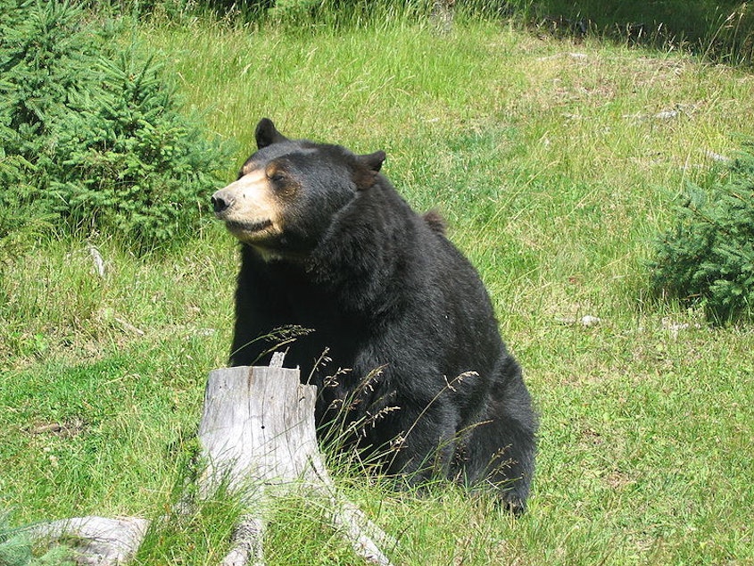 caption: Conservation groups would like to stop Washington's spring 2022 black bear hunt.