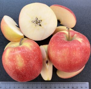 caption: WA-64 is an apple variety developed by Washington State University. It started developing the apple in 1998 and filed for a patent in 2022. WSU expects the apple to be ready for store shelves in 2029. 