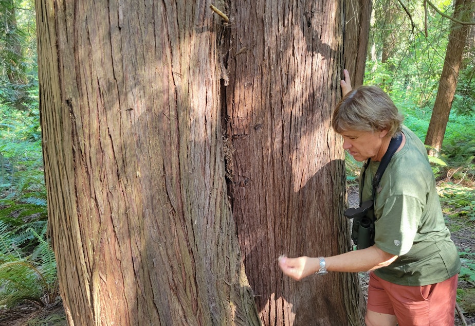 caption: Ed Dominguez shows a Brown Creeper's nest built into the split between two trees in the old-growth forest of Seward Park.