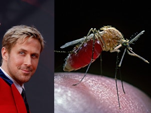 caption: Oscar nominee Ryan Gosling has named the mosquito as the world's scariest animal. He has a point.