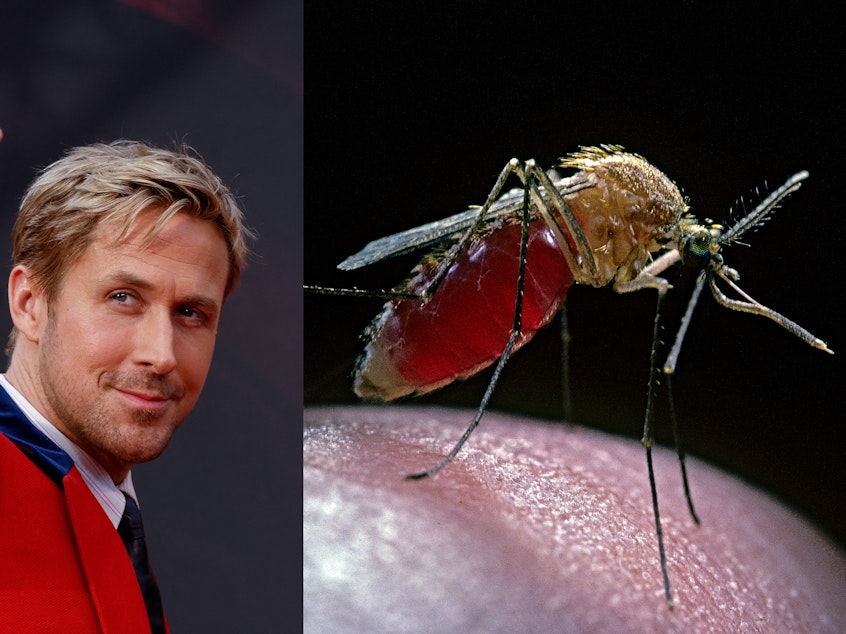 caption: Oscar nominee Ryan Gosling has named the mosquito as the world's scariest animal. He has a point.