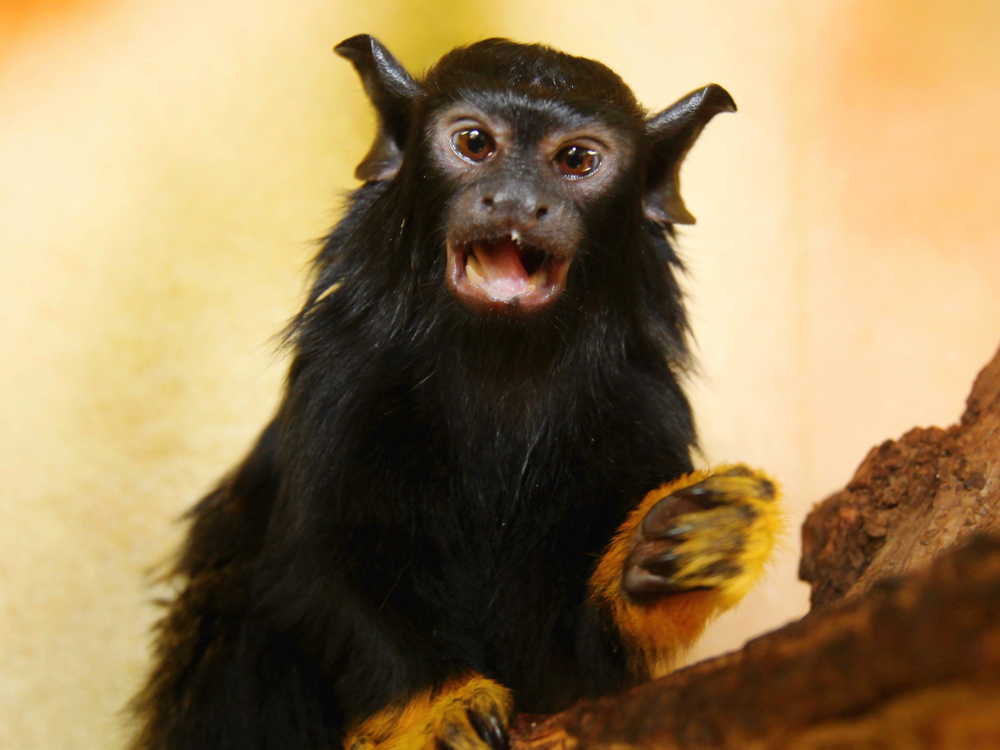 caption: A young, red-handed tamarin monkey. Some of these monkeys are changing their vocal call to better communicate with another species of tamarin.