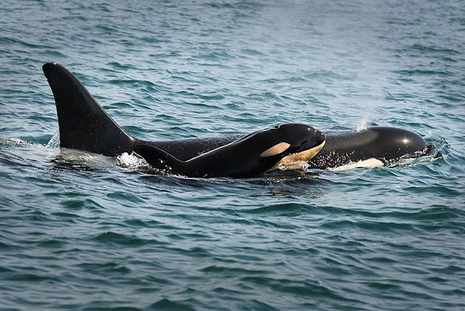 caption: L122, one of the newest members of the Southern Resident Community of orcas, spotted Sept. 7 near Sooke, British Columbia.