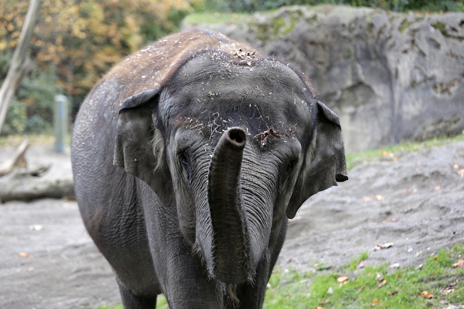 caption: Bamboo, 47, an Asian elephant, walks toward people watching her at the Woodland Park Zoo Nov. 19, 2014.