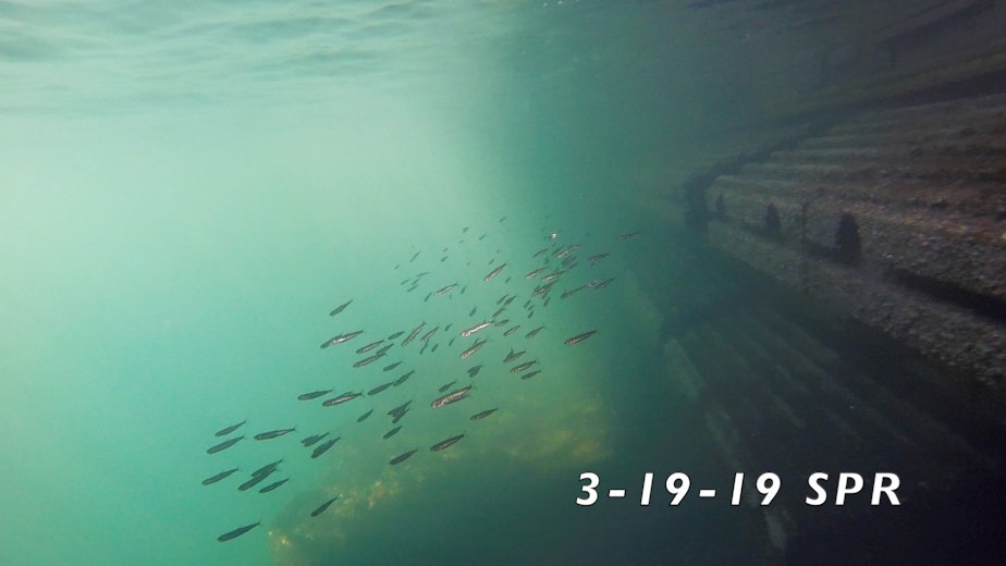 caption: A group of juvenile salmon swim along the seawall in Seattle.