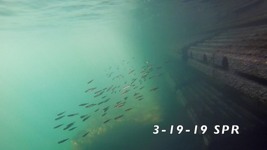 caption: A group of juvenile salmon swim along the seawall in Seattle. 