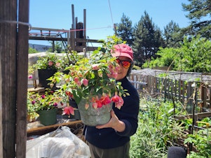 caption: Ms. Yuying Chou holds her favorite fuchsia plant at the Danny Woo Community Garden in Seattle's Chinatown International District.