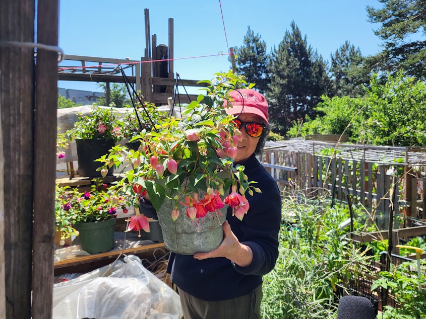 caption: Ms. Yuying Chou holds her favorite fuchsia plant at the Danny Woo Community Garden in Seattle's Chinatown International District.