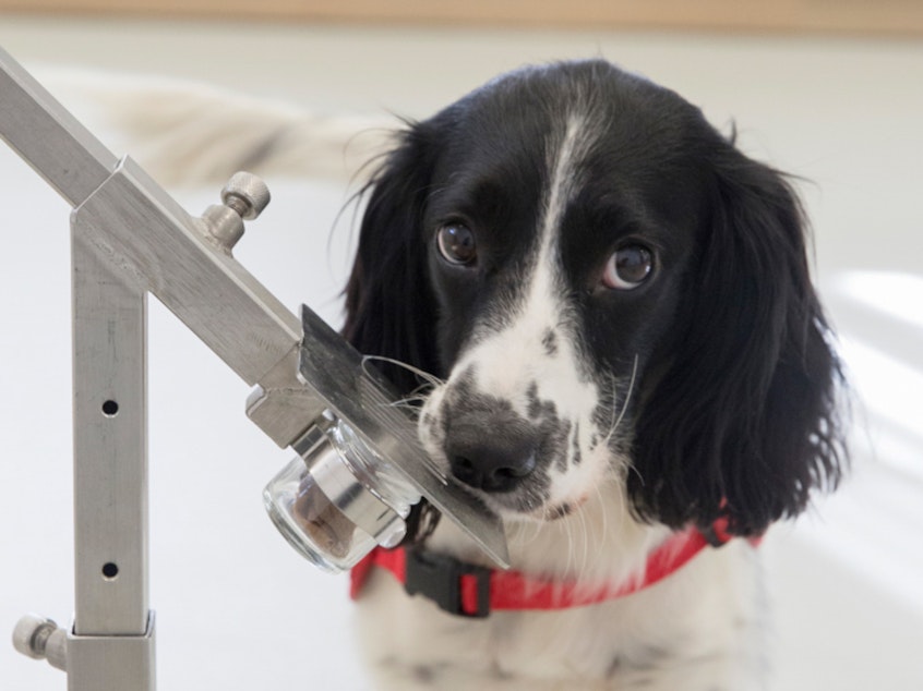 caption: Freya, a springer spaniel, has been trained to detect malaria parasites in sock samples taken from children in The Gambia.