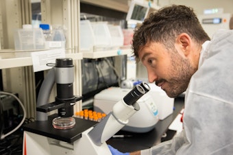 caption: Conception's chief scientific officer, Pablo Hurtado, examines very early primordial germ cells under a microscope in a company lab in Berkeley, California.