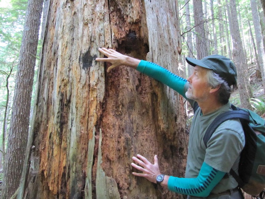caption: Mark Huff was a young post-graduate student in 1978 when the Hoh fire burned 1,250 acres not far from the site of the current Paradise Fire. Historically, these fires occur every 500-1,000 years; there have been three in the last 40 years.