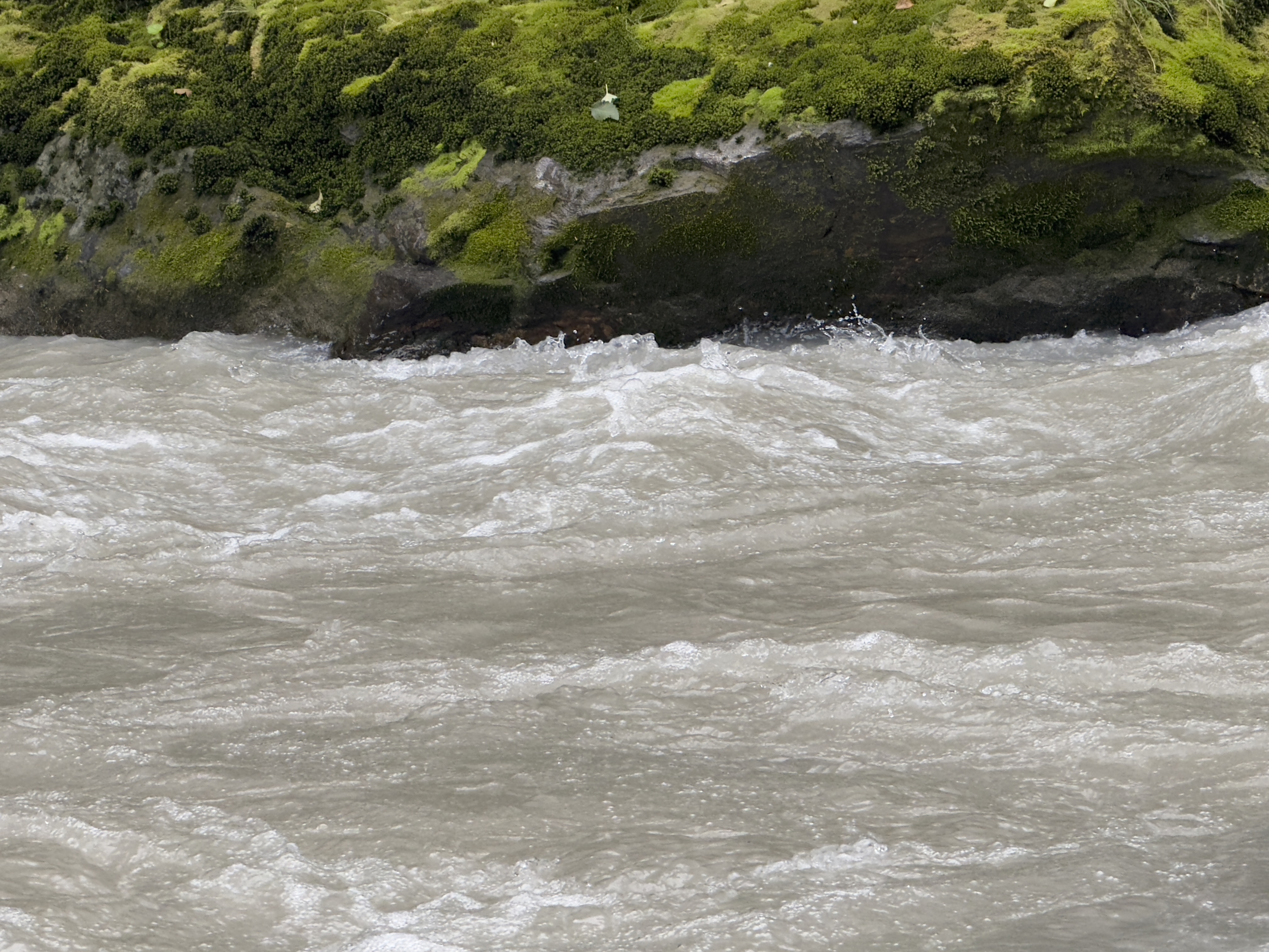 caption: Moss lines a bank of the glacier-fed White Chuck River in Mount Baker-Snoqualmie National Forest on Aug. 29, 2025