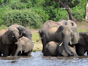 caption: Elephants drink water in Botswana's Chobe National Park. The government is considering lifting a hunting ban to cull the population.