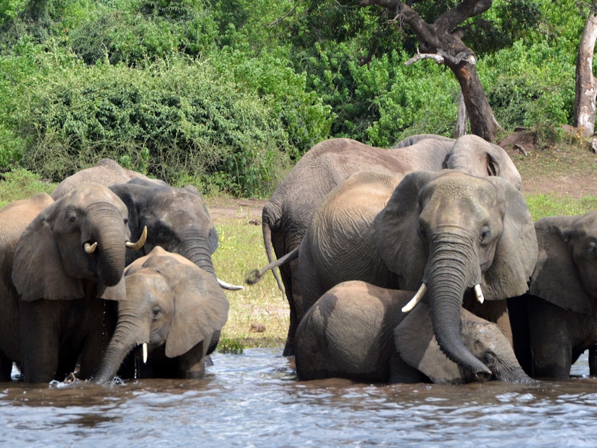 caption: Elephants drink water in Botswana's Chobe National Park. The government is considering lifting a hunting ban to cull the population.