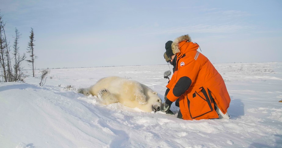 caption: Polar bear researcher Dave McGeachy kneels by a polar bear, found on the edge of Hudson Bay. The polar bear was safely drugged for research purposes.