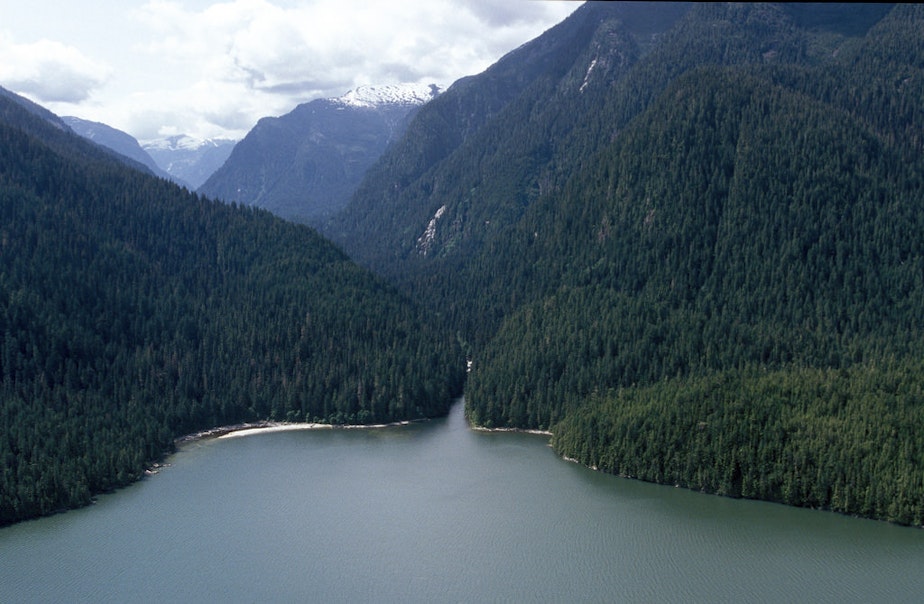 caption: Canada's Great Bear Rainforest.