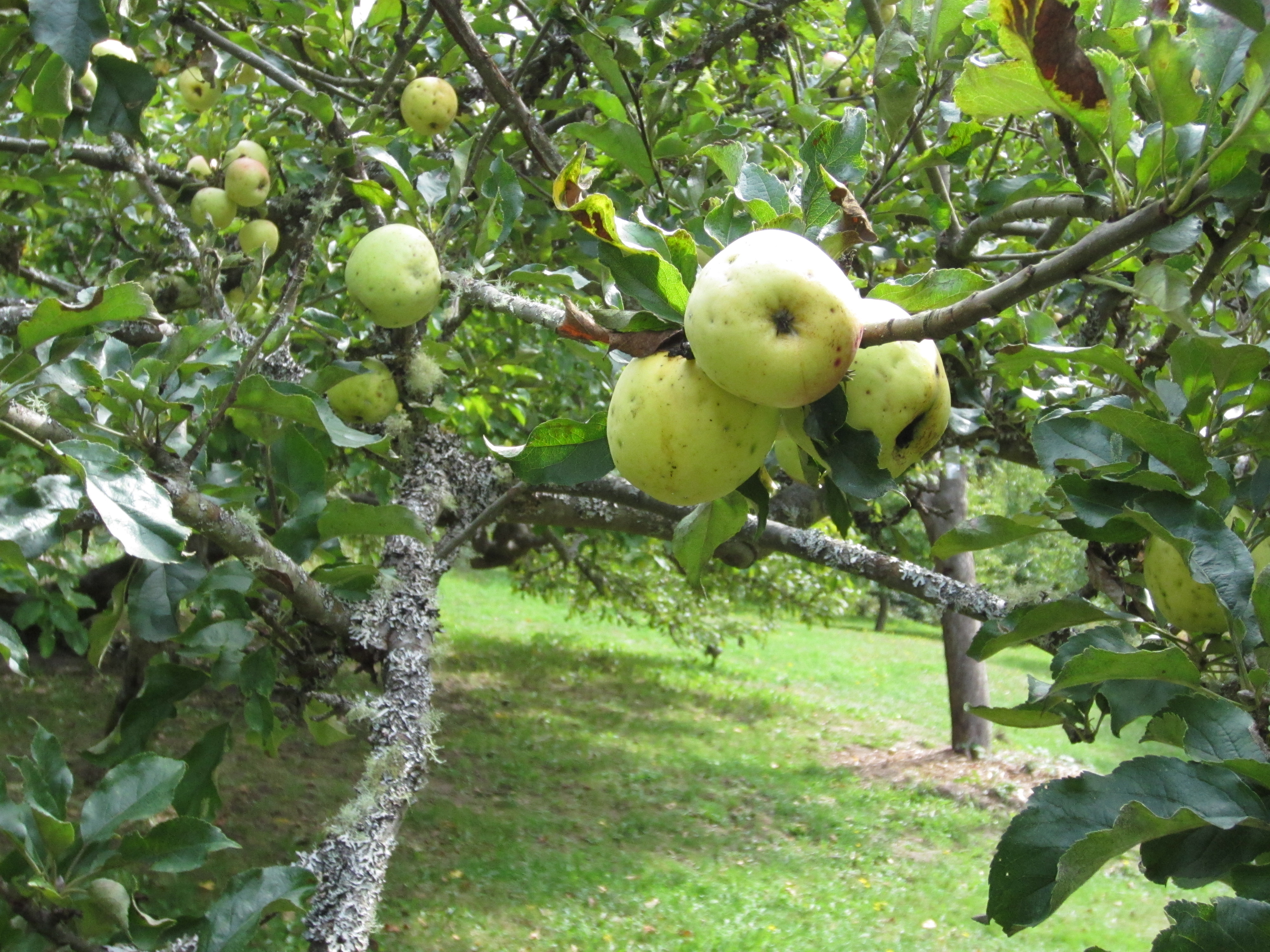 caption: Apples on one of the original trees in Piper's Orchard. The orchard was planted more than 100 years ago.