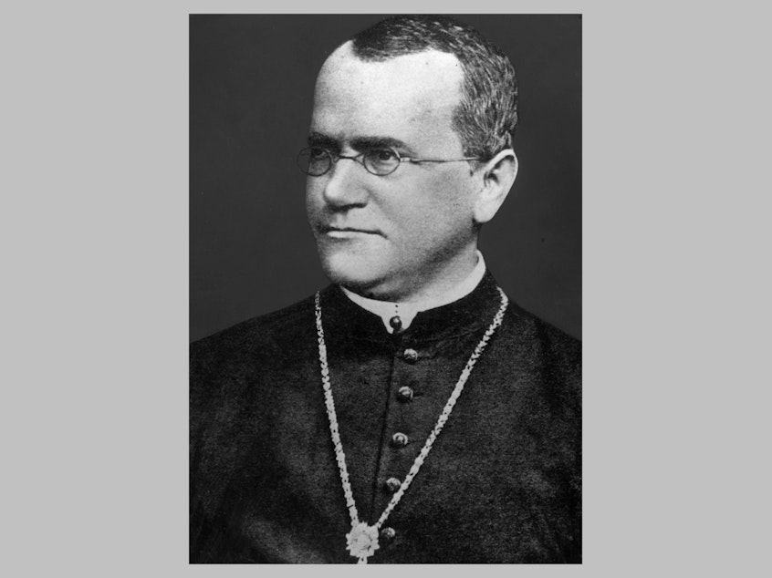 caption: Gregor Johann Mendel (1822 - 1884) the priest and botanist whose work laid the foundation of the study of genetics.
