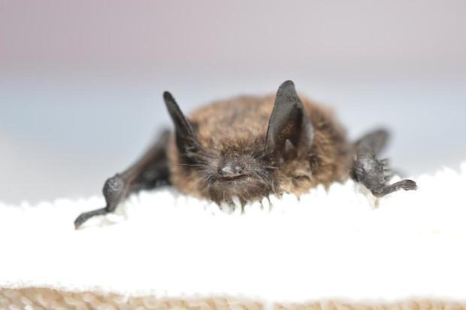 caption: Officials confirmed this brown bat found in King County, Washington, contracted white-nose-syndrome.