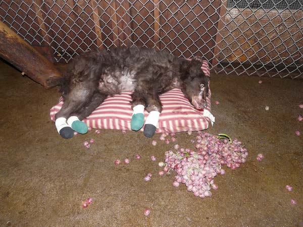 caption: After the 2014 Carlton Complex Fire, Cinder spent nearly a year recovering before being released back into the Washington Cascades north of Leavenworth. CREDIT: LAKE TAHOE WILDLIFE CARE