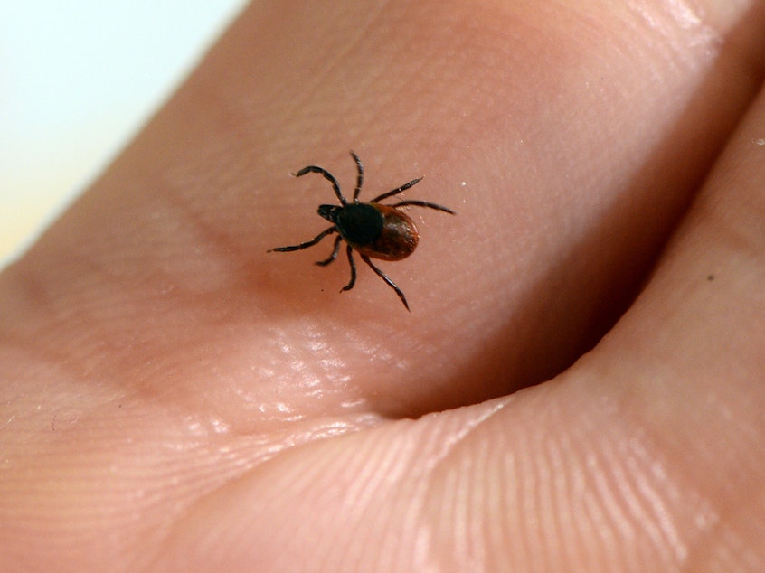 caption: A vaccine candidate for Lyme disease is moving through the clinical pipeline, as the tick-borne disease spreads to new areas. Here, a tick is seen at the French National Institute of Agricultural Research.