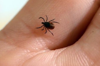 caption: A vaccine candidate for Lyme disease is moving through the clinical pipeline, as the tick-borne disease spreads to new areas. Here, a tick is seen at the French National Institute of Agricultural Research.