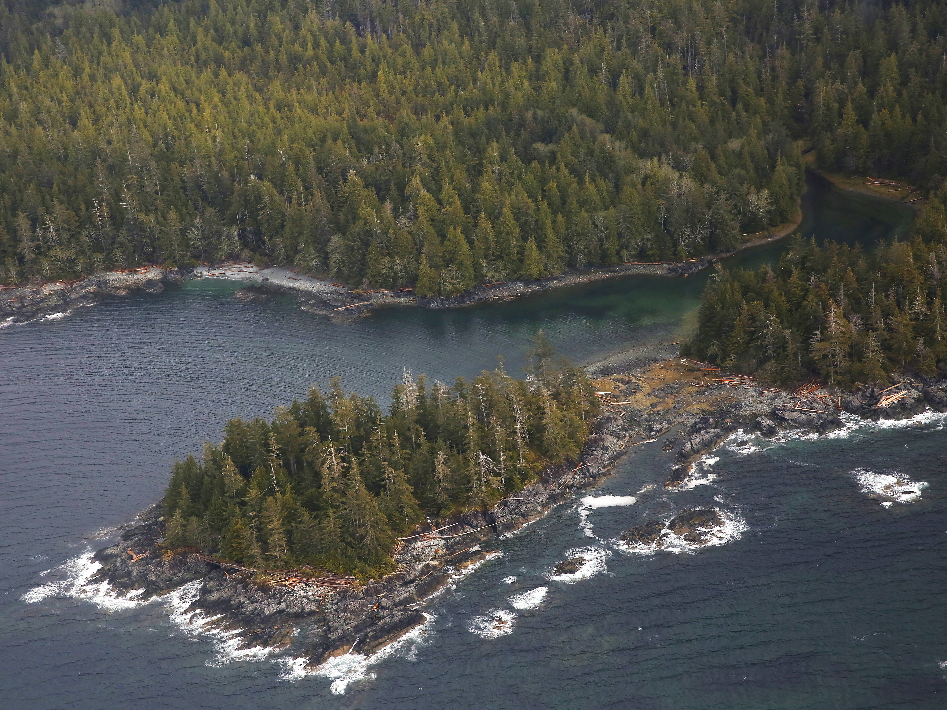caption: The Tongass National Forest, near Ketchikan, Alaska. The spruce, hemlock and cedar trees of the Tongass have been a source of timber for the logging industry.