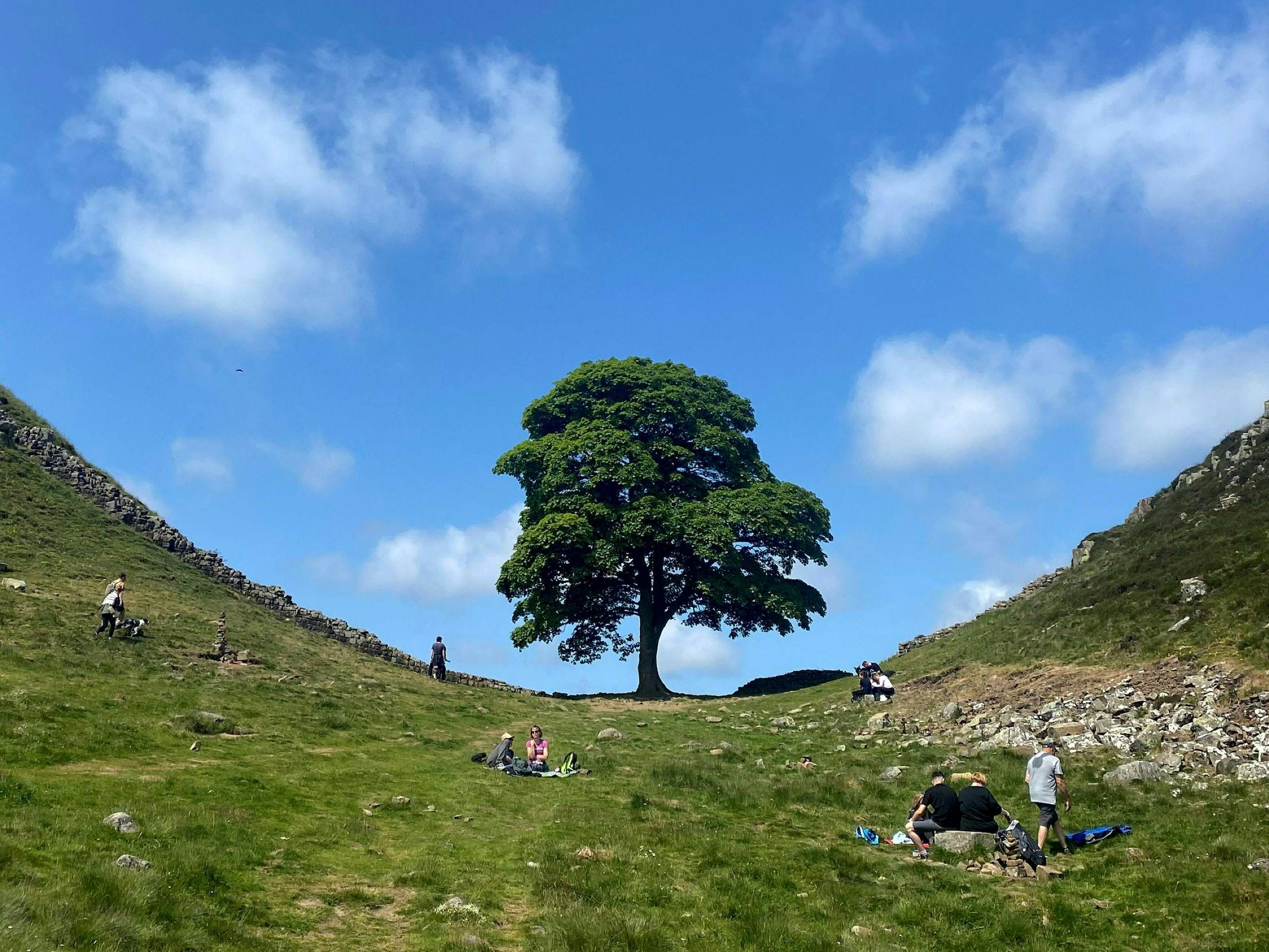 caption: The famous Sycamore Gap tree along Hadrian's Wall in northern England is seen in June, at top, and the new landscape on Thursday after someone cut the tree down.