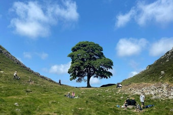 caption: The famous Sycamore Gap tree along Hadrian's Wall in northern England is seen in June, at top, and the new landscape on Thursday after someone cut the tree down.