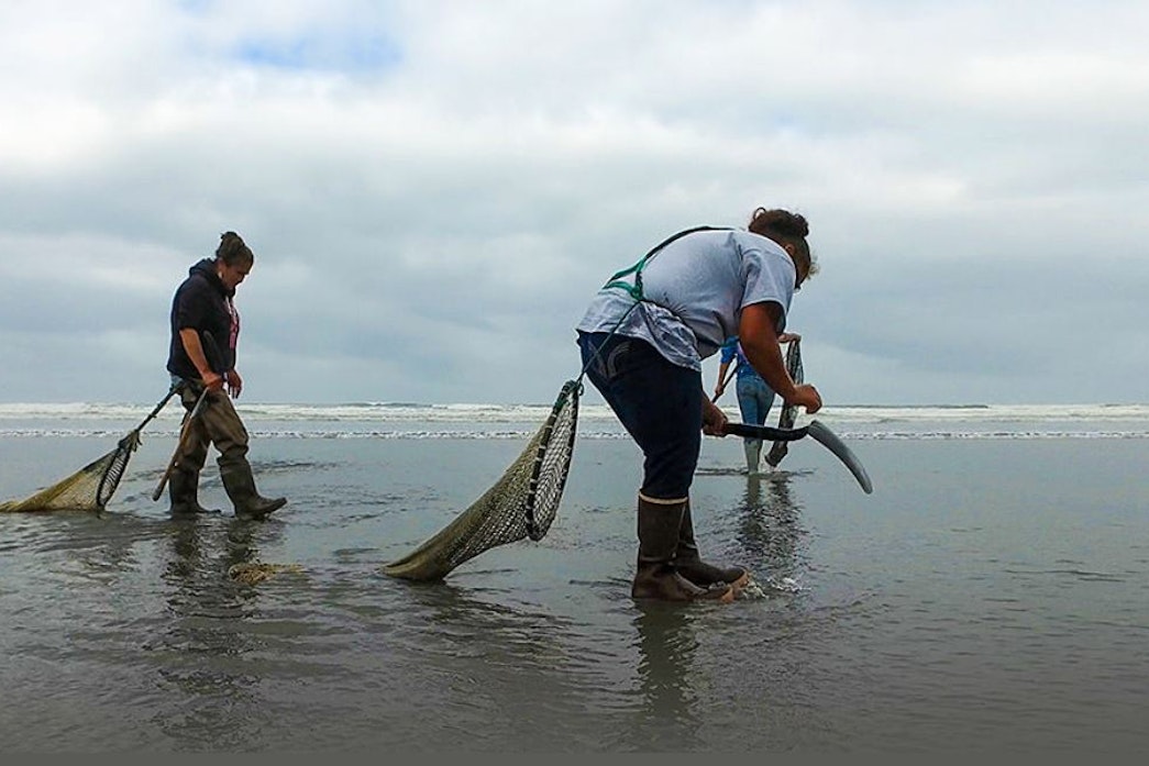 caption: Quinault tribal members look for razor clams on the Quinault Reservation in 2017.