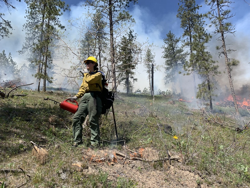 caption: A Department of Natural Resources firefighter carries a drip torch used for prescribed burning near Springdale on May 3, 2022. DNR began its first prescribed burn season in 18 years in 2022 to combat the risk of increasingly severe wildfires in the region. 