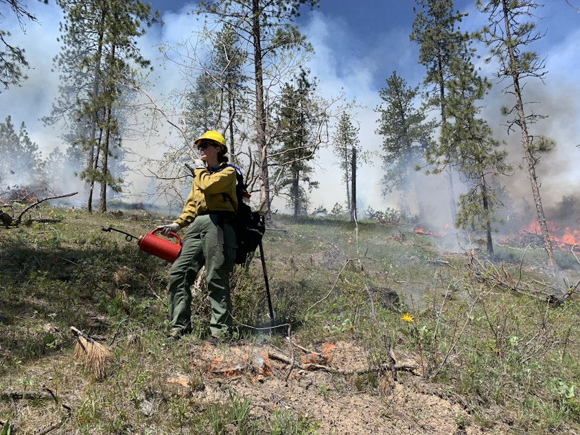 caption: A Department of Natural Resources firefighter carries a drip torch used for prescribed burning near Springdale on May 3, 2022. DNR began its first prescribed burn season in 18 years in 2022 to combat the risk of increasingly severe wildfires in the region.