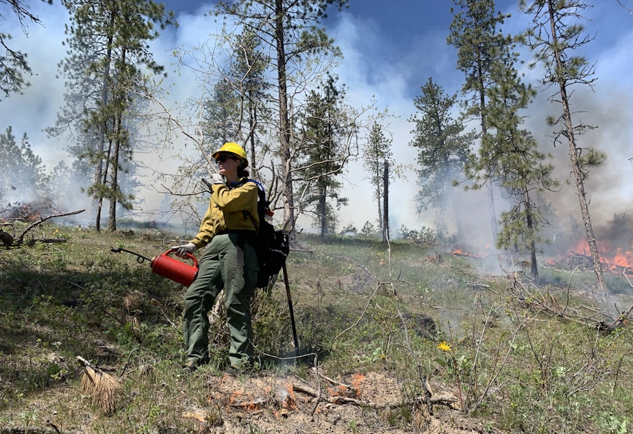 caption: A Department of Natural Resources firefighter carries a drip torch used for prescribed burning near Springdale on May 3, 2022. DNR began its first prescribed burn season in 18 years in 2022 to combat the risk of increasingly severe wildfires in the region. 